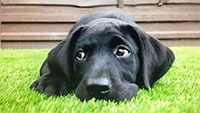Online Puppy Training Videos